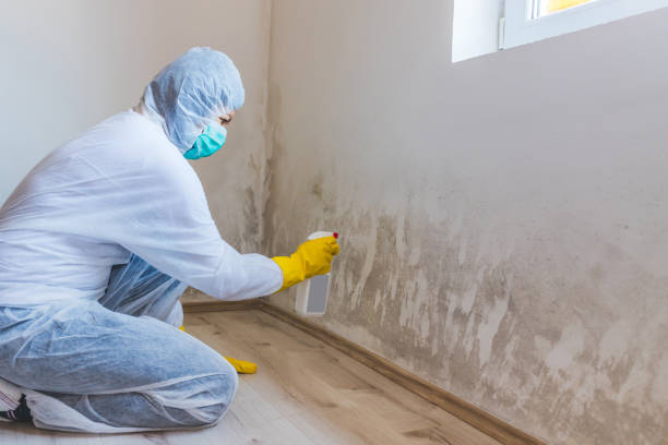 Licensed Basement Mold Remediation service in Middletown, NJ - WQB Mold Removal