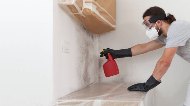 Professional Basement Mold Remediation technician working in Middletown, NJ