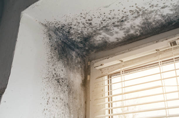Affordable Basement Mold Remediation solutions in Middletown, NJ