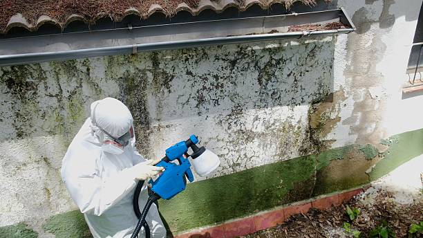 Top rated local Basement Mold Remediation specialists in Middletown, NJ